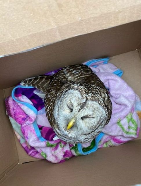 An injured barred owl, 12-31-2019